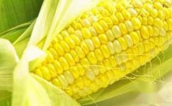 关于收购玉米的合同