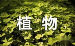 中草药植物精品绿化苗木订购合同