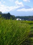 无公害稻米种植收购合同