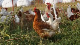 蛋鸡生产标准规模生态化情况调研报告