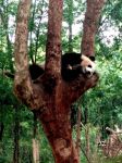 四川大熊猫栖息地的导游词范文