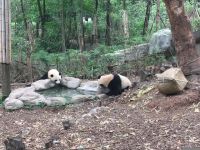 大熊猫爱心倡议书