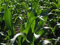吉林省农业种植（玉米）买卖合同（示范文本）