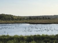 「议政建言」关于加大黄旗海湿地自然保护调研报告